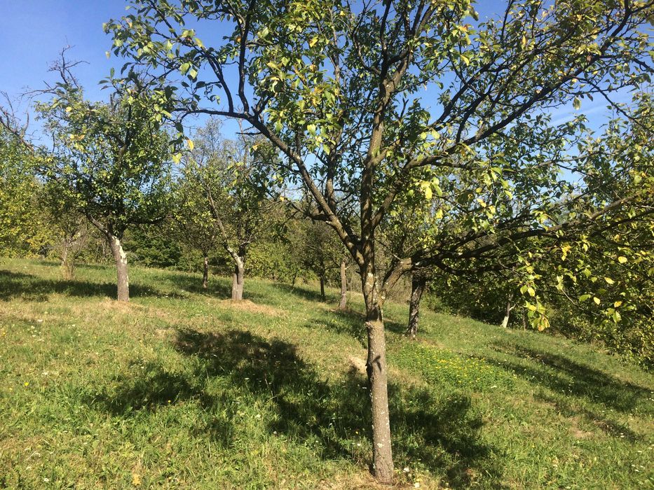 Teren intravilan de vanzare in Drajna de Sus