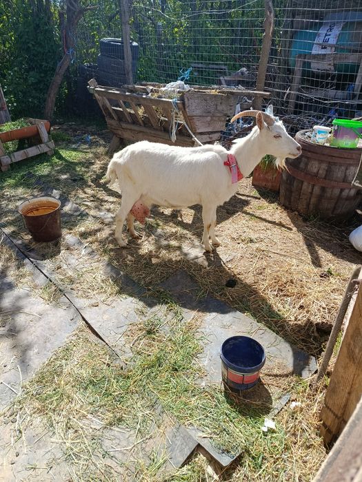 Vând capra sanen buna de lapte cu iezi țap și iadă