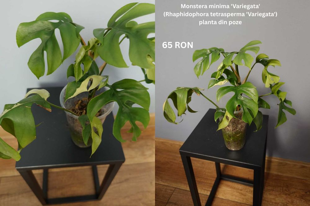 Plante de apartament