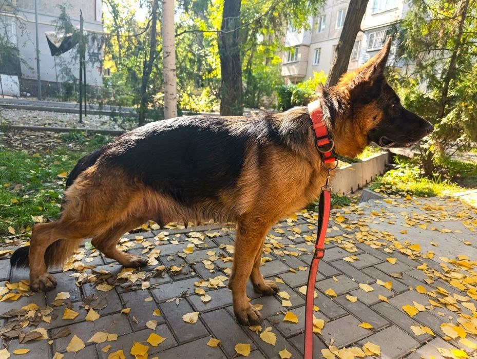 Щенки немецкой овчарки