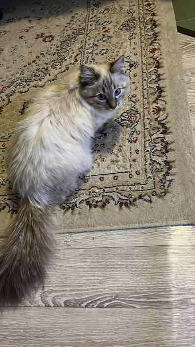 Котенек 9 месецев