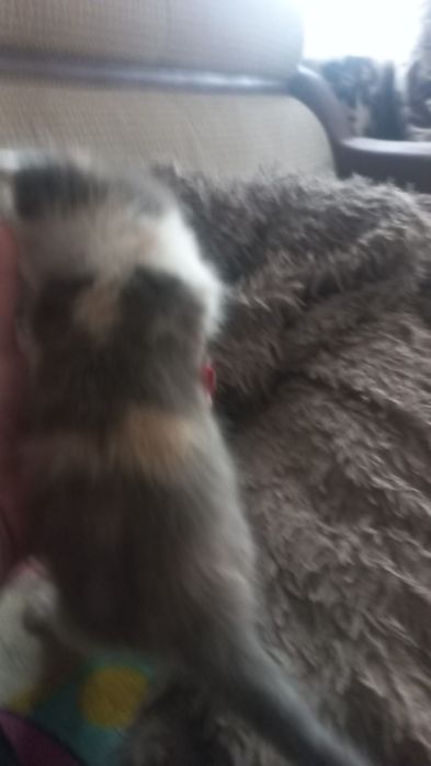 Кошечка скотиш страйт