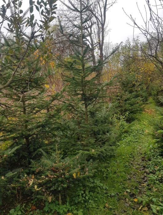 Brazi pentru nunti si diferite evenimente !