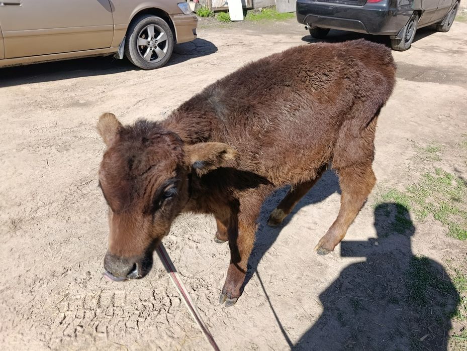 Телята бычок еркек бузау
