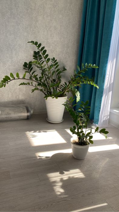 Замиокулькас 23 000 тг