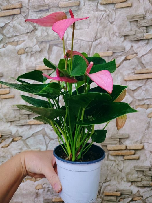 Anthurium andraeanum
мужское счастье
