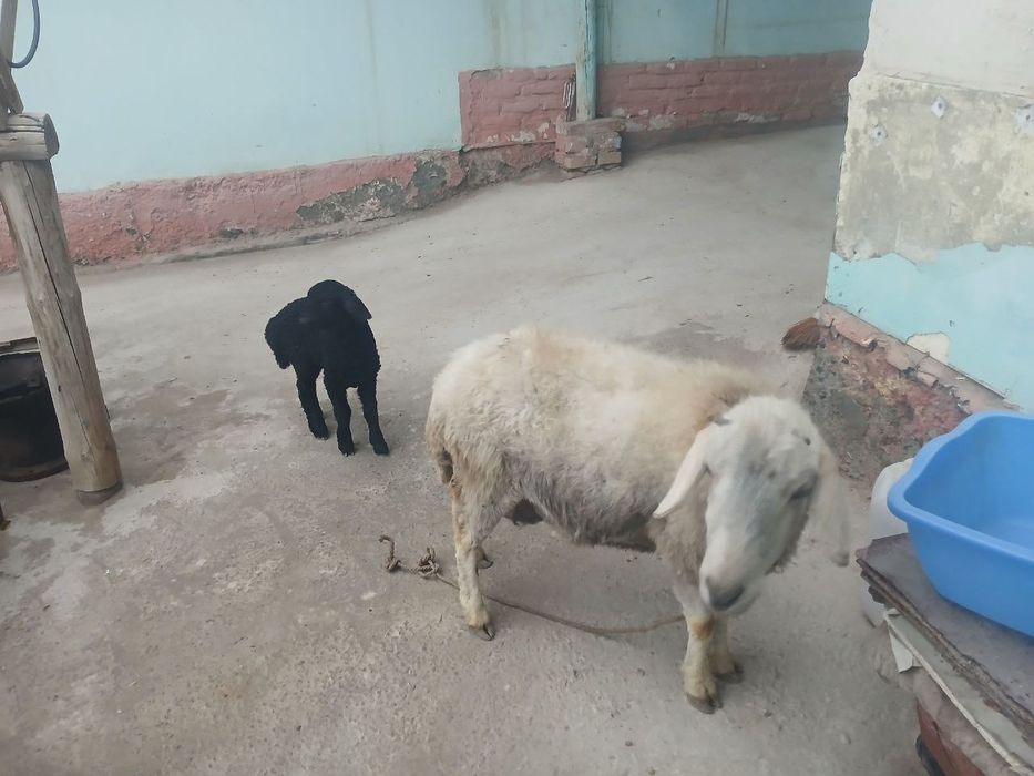 Ana bola qoy  bolasi qora