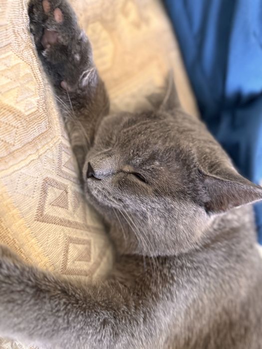 Шотландский пародистый кот