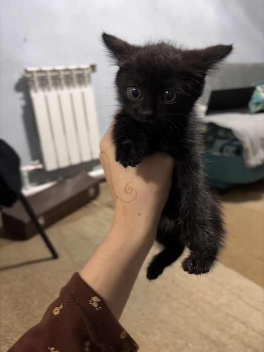 Котята маленькие