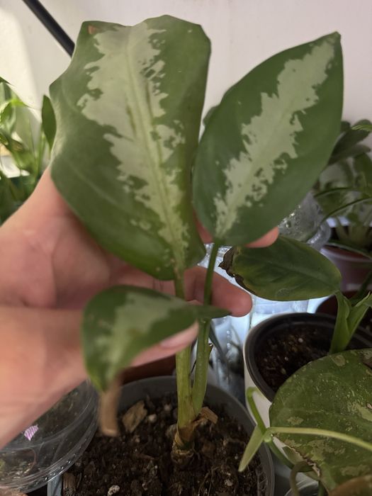 Алоказия 2500 тг