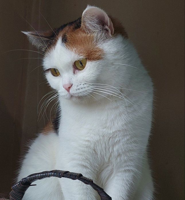 Красивая,умная кошечка