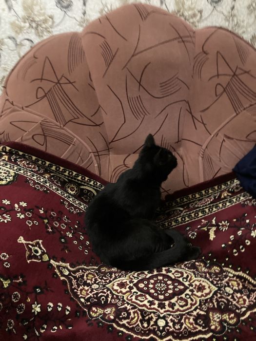 Отдам ласковую кошку