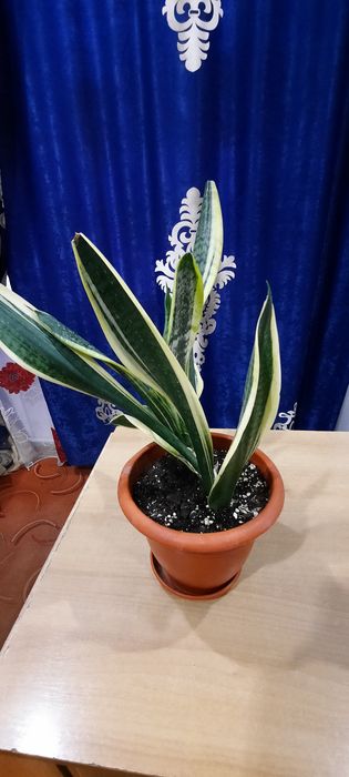 Продам сансеверию и бегонию