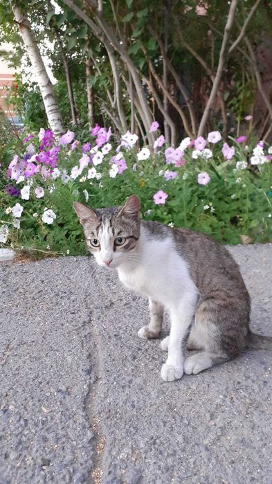 Отдадим в очень добрые руки котика и кошечку