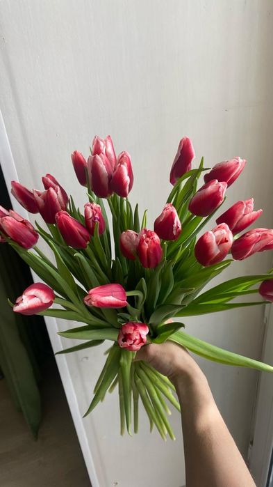 Принимаем предзаказы на тюльпаны