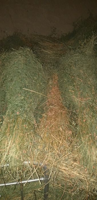 Yorinja 3500 so'm kami bo'yi 1 metr bog'i katta boylangan