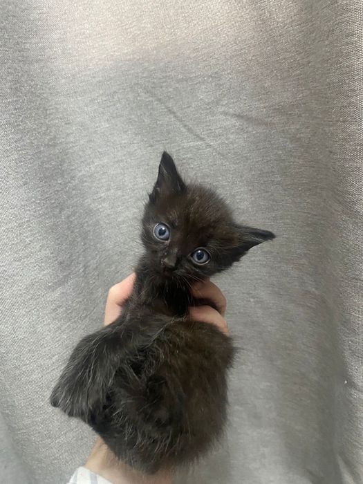 Котята бесплатно