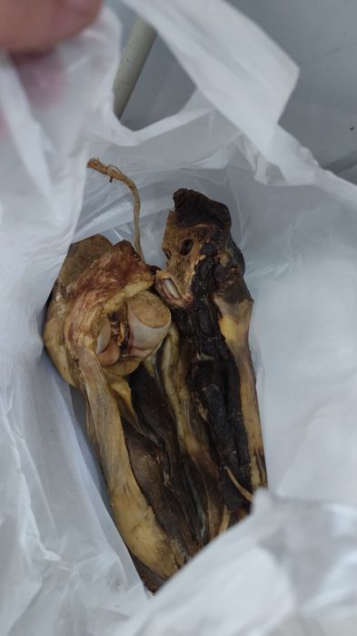 Продажа Лошадей Жылкы