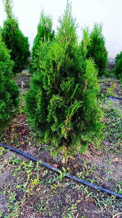 Западна туя Фастигиата / Thuja occidentalis Fastigiata