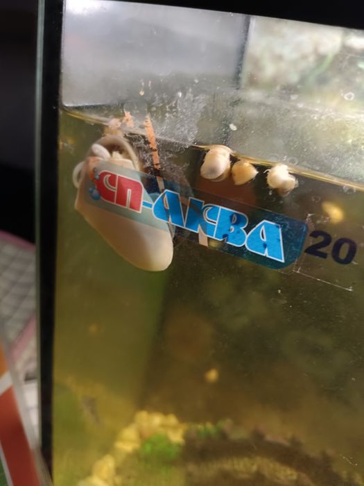 Отдам аквариумных улиток