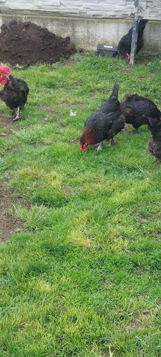 Vand gaini rasa marans