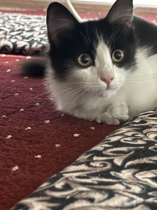 Котик, около 5 месяцев, ищет добрые руки!