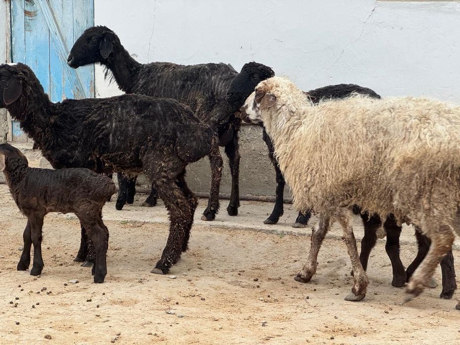 Қозылы кой сатылады.