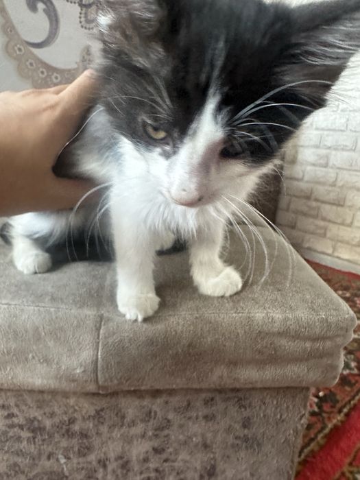 Mushuk bolasi xadyagaa