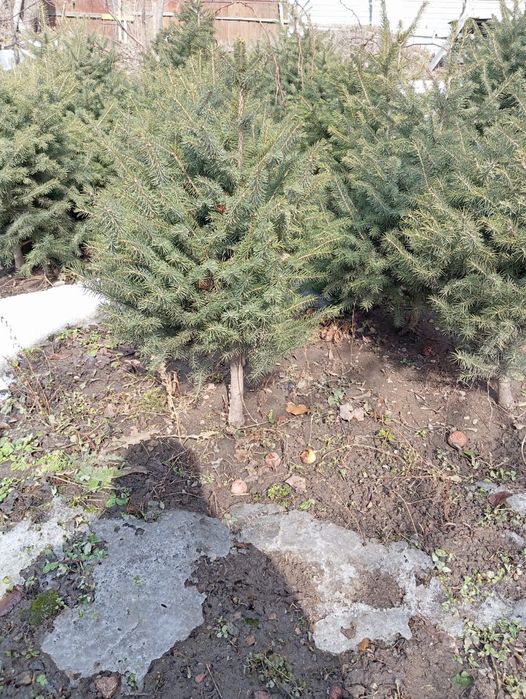 Ель тянь-шаньская