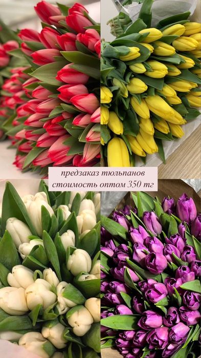 Тюльпаны оптом!!!