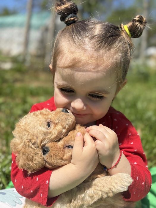 Мини пудел Пудел