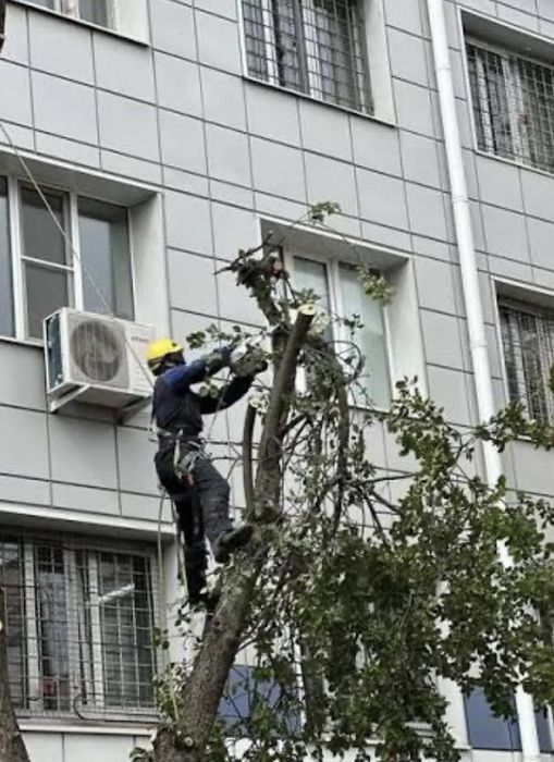 Уборка територи вырубка деревьев