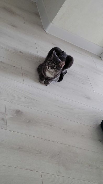 Отдам в хорошие руки