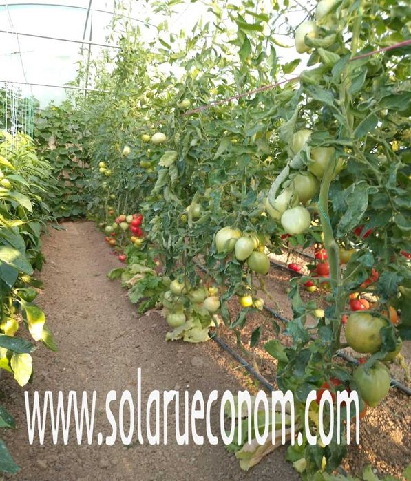 Solar (sera) - structura metalica și folie - 5x6m(30 mp) – 2977 lei