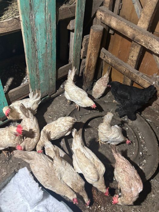 Продам домашних куриц несушек