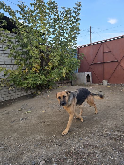 Продам немецкую овчаркау