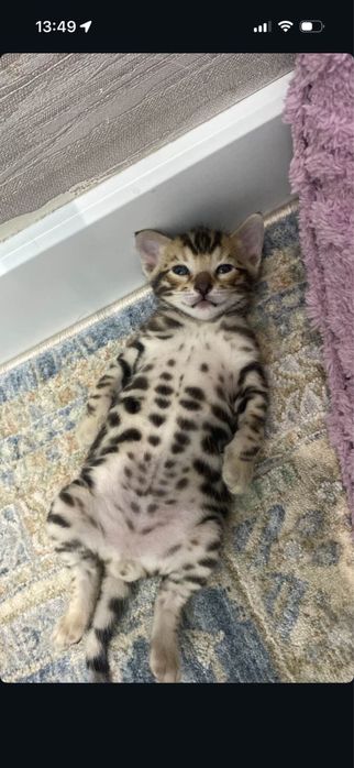 Бенгальский котёнок