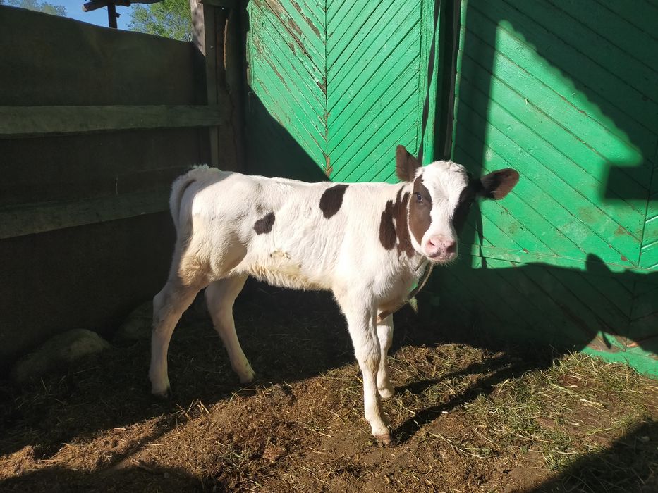 Телята здоровые.