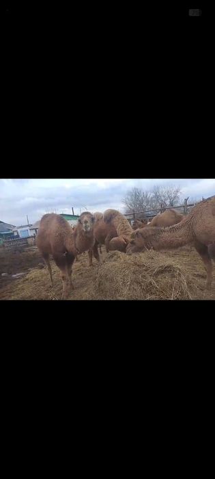 Сауын. 15 бас түйе сатылады