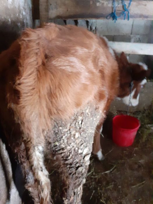 Vand tauras si vitea