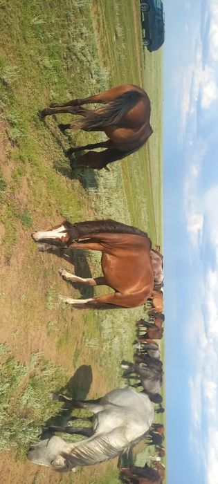 Биелер сатылады