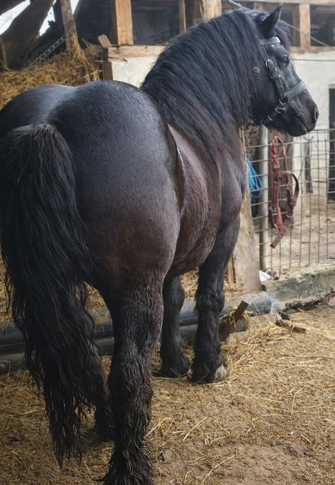 Vand iapa si aramasr 2 si 3 ani