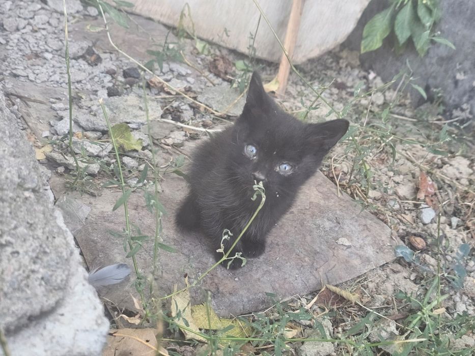 Отдам котят в добрые руки