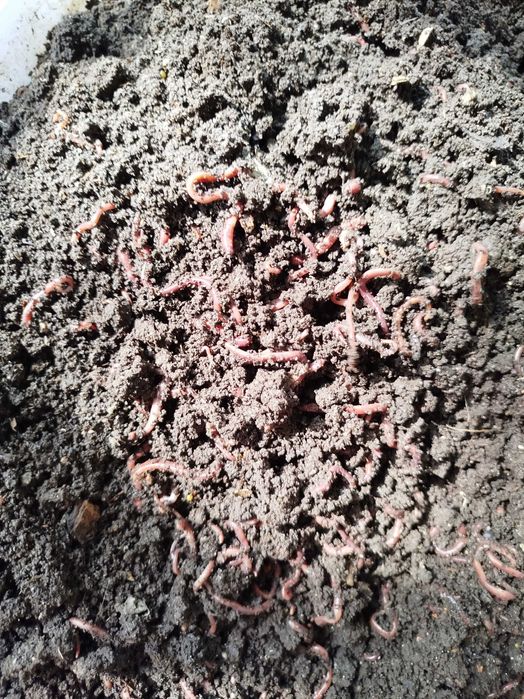 Черви  для рыбалки и для разведения