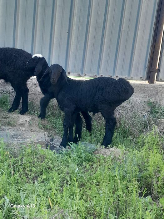 Козылар сатылады 13 бас