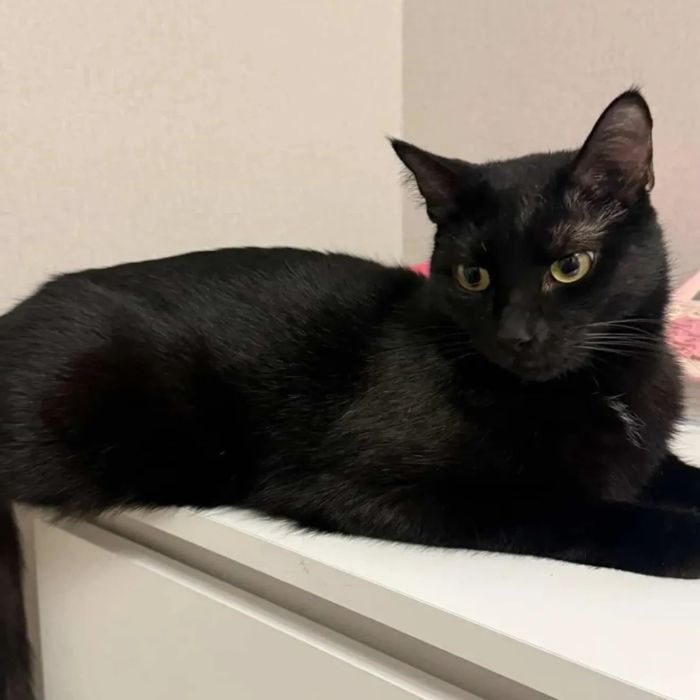 Котик Черный котик ищет семью