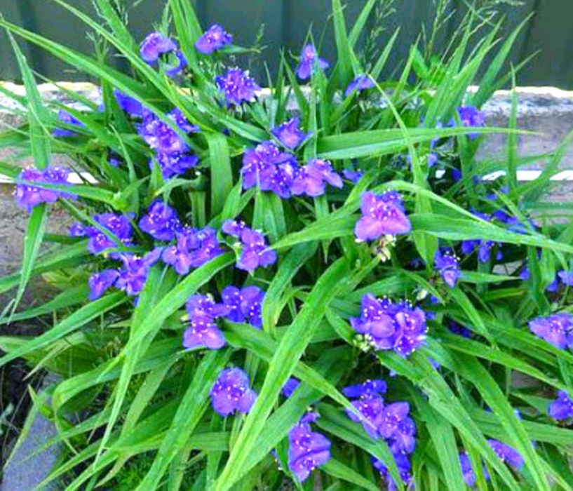 Белая черемуха сентябрина цветы