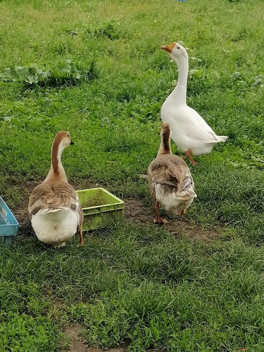 Gâște de vânzare
