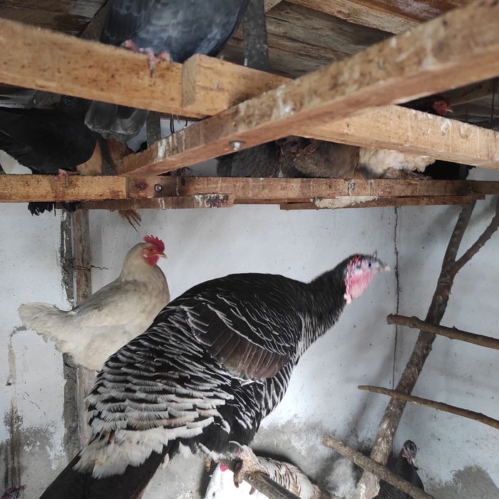 Продам индюшек не дорого