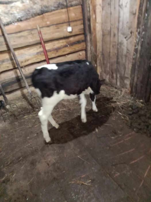 Продам двух телят